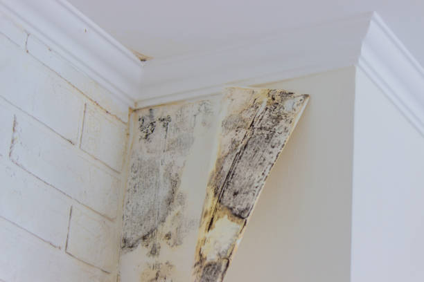 Water damage restoration mold remediation